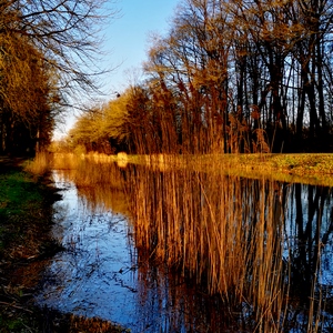 Canal, jonc et arbres dans des couleurs or - Belgique  - collection de photos clin d'oeil, catégorie paysages